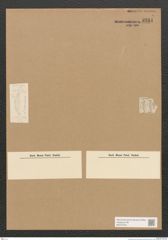 Diatomeae indet. Zeichnungen Sammlung Grunow Nr. 3281 (NHMW-BOT-W0370763)